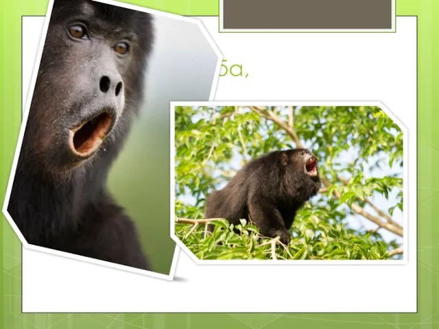 Обезьяна гуариба, известная всему миру под именем «ревун». Эти обезьяны