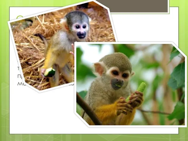 Саймири - симпатичная трехцветная обезьяна с коричневой спиной, желтыми лапками и белой грудью.