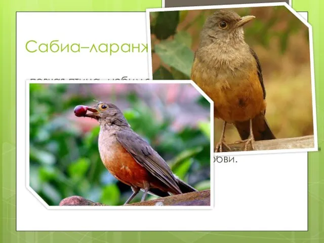 Сабиа–ларанжейра - певчая птица, любимая в Бразилии. Эта небольшая – длина тела 25