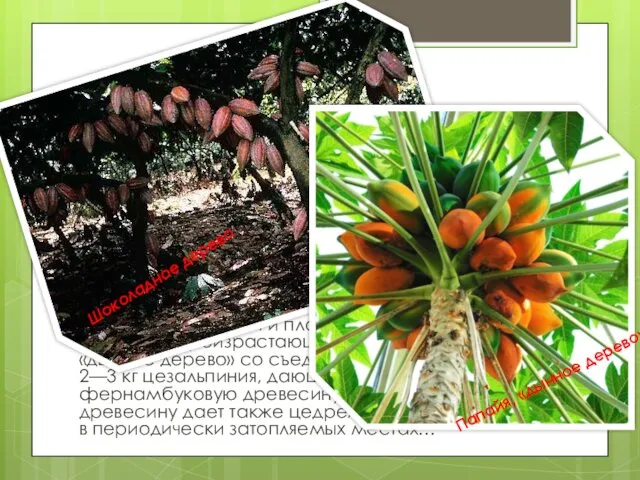 Растительный мир Бразилии Кроме того, в Амазонской гилее произрастают громадное молочное дерево Calactodendron