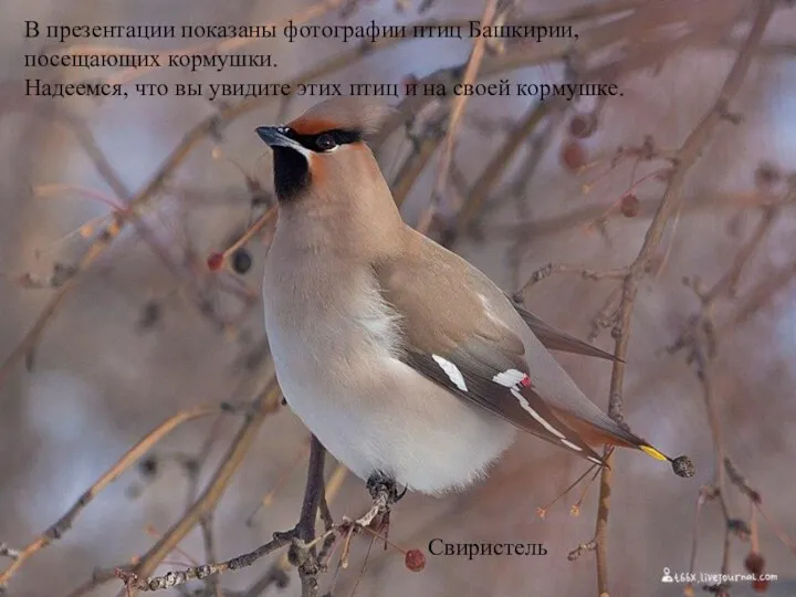 В презентации показаны фотографии птиц Башкирии, посещающих кормушки. Надеемся, что
