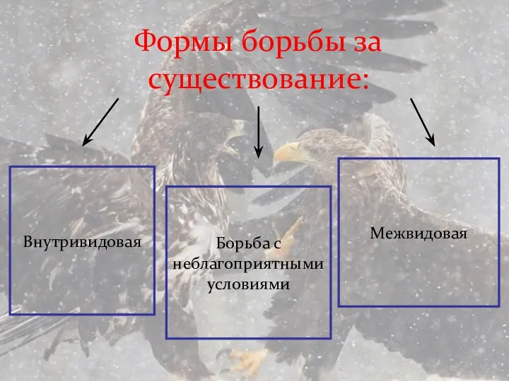 Формы борьбы за существование: Внутривидовая Межвидовая Борьба с неблагоприятными условиями