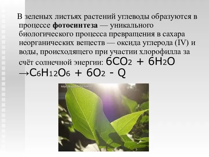 В зеленых листьях растений углеводы образуются в процессе фотосинтеза — уникального биологического процесса