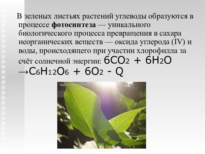 В зеленых листьях растений углеводы образуются в процессе фотосинтеза —