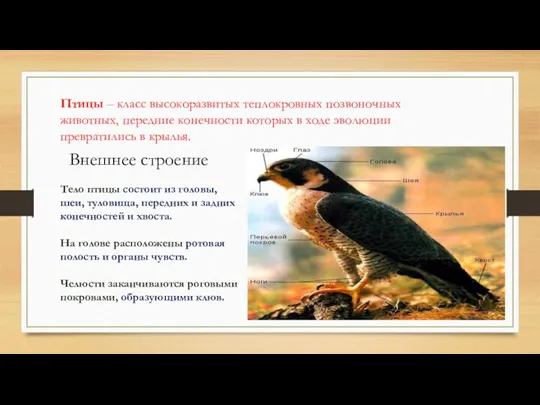 Птицы – класс высокоразвитых теплокровных позвоночных животных, передние конечности которых