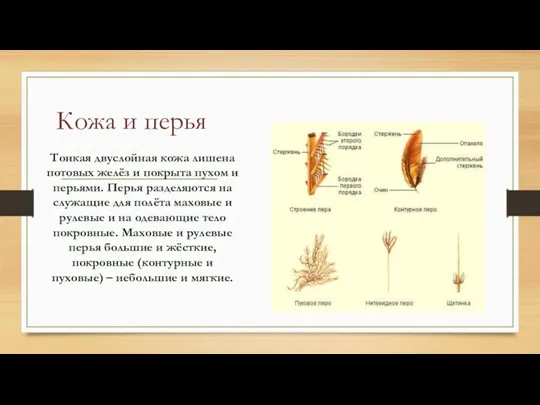 Кожа и перья Тонкая двуслойная кожа лишена потовых желёз и