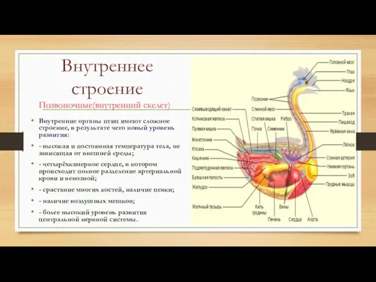 Внутреннее строение Позвоночные(внутренний скелет) Внутренние органы птиц имеют сложное строение,