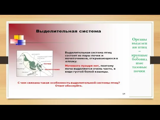 Органы выделения птиц – крупные бобовидные тазовые почки.