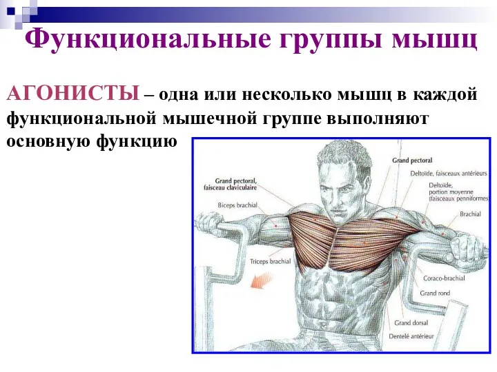 Функциональные группы мышц АГОНИСТЫ – одна или несколько мышц в
