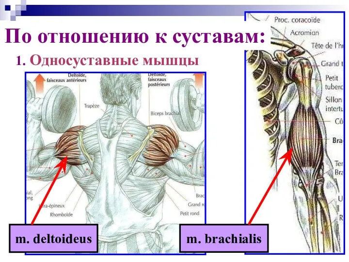 1. Односуставные мышцы По отношению к суставам: m. deltoideus m. brachialis
