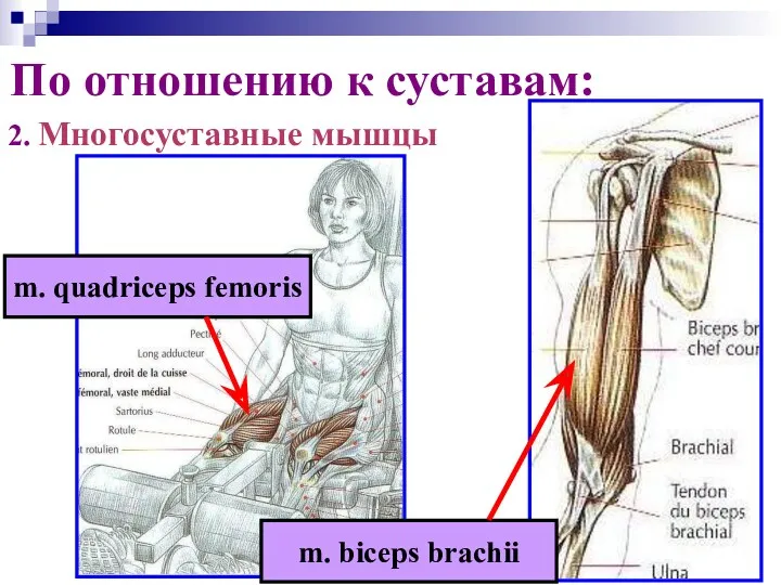 2. Многосуставные мышцы По отношению к суставам: m. biceps brachii m. quadriceps femoris