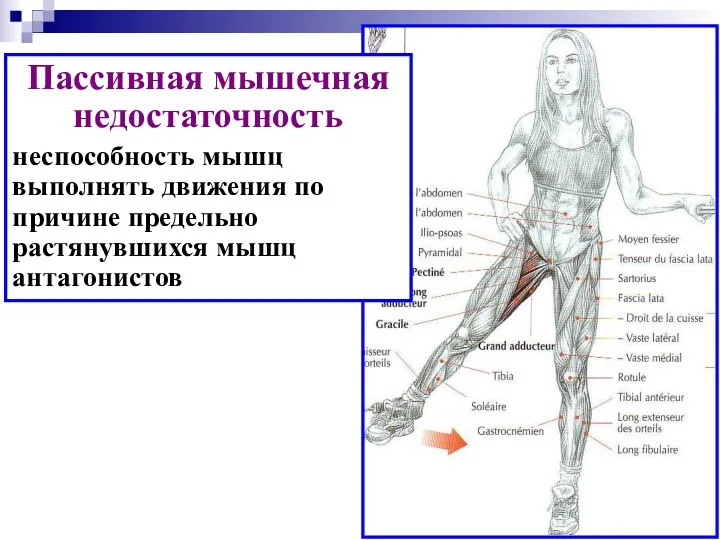 Пассивная мышечная недостаточность неспособность мышц выполнять движения по причине предельно растянувшихся мышц антагонистов