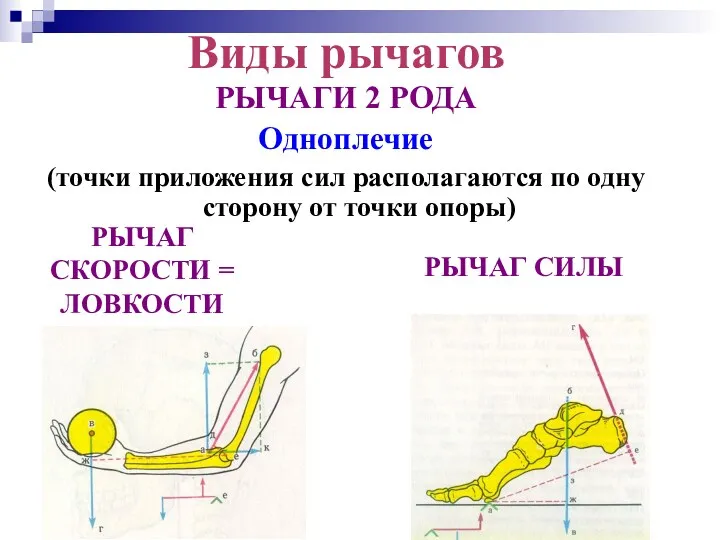 РЫЧАГ СИЛЫ РЫЧАГИ 2 РОДА Одноплечие (точки приложения сил располагаются