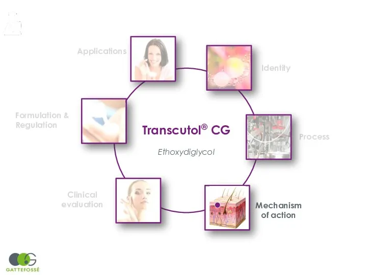 Transcutol® CG Ethoxydiglycol Identity Process Mechanism of action Clinical evaluation Formulation & Regulation Applications
