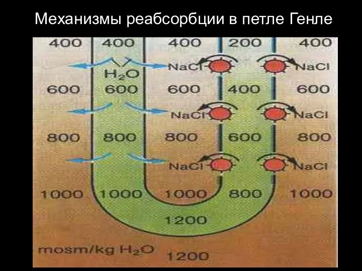 Механизмы реабсорбции в петле Генле