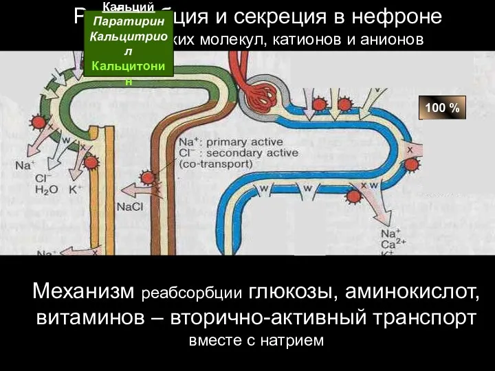 100 % Реабсорбция и секреция в нефроне органических молекул, катионов и анионов Механизм