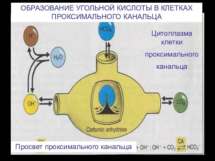 Цитоплазма клетки проксимального канальца Просвет проксимального канальца ОБРАЗОВАНИЕ УГОЛЬНОЙ КИСЛОТЫ В КЛЕТКАХ ПРОКСИМАЛЬНОГО КАНАЛЬЦА