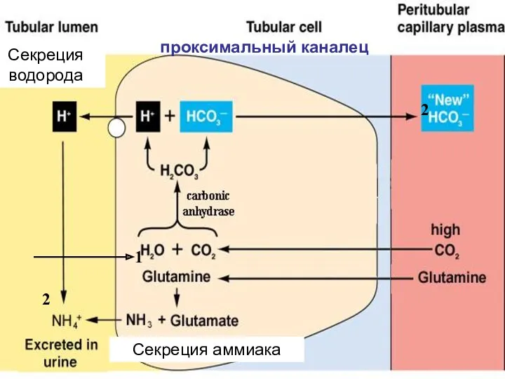 проксимальный каналец 1 2 2 Секреция аммиака Секреция водорода