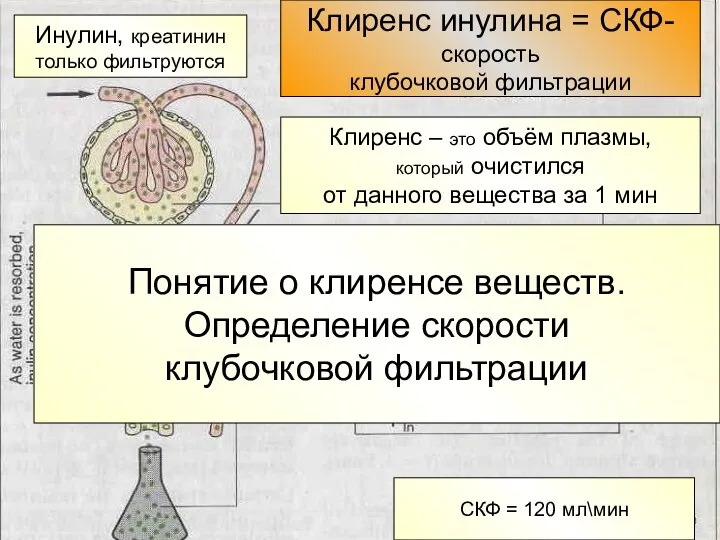 Клиренс инулина = СКФ- скорость клубочковой фильтрации Инулин, креатинин только