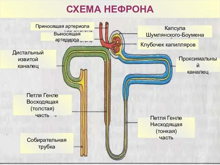 Капсула Шумлянского-Боумена Клубочек капилляров Проксимальный каналец Петля Генле Нисходящая (тонкая)