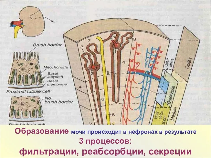 Образование мочи происходит в нефронах в результате 3 процессов: фильтрации, реабсорбции, секреции