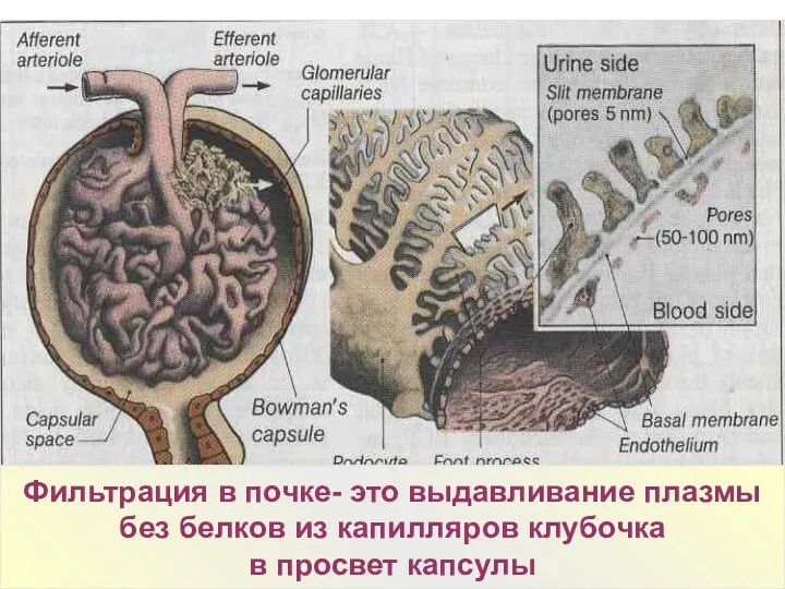 Фильтрация в мм рт. ст. Рф (20) = Ркр (70)- Ронк (30)- Рнефр