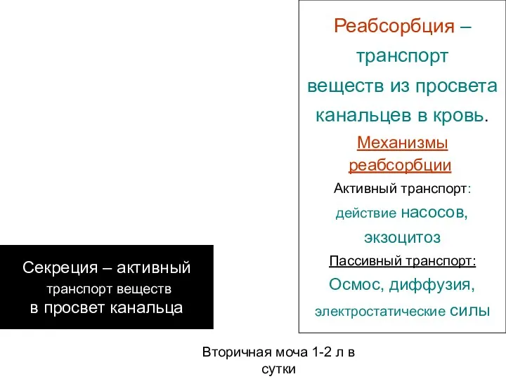 Реабсорбция – транспорт веществ из просвета канальцев в кровь. Механизмы реабсорбции: Активный транспорт: