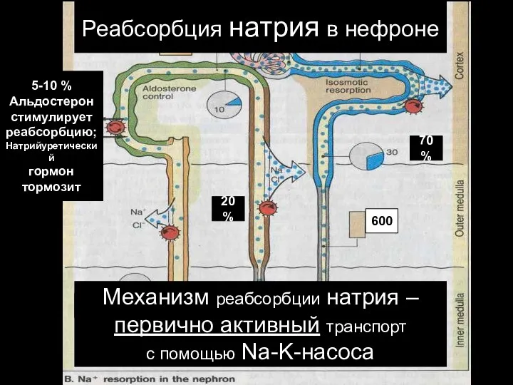 70 % 220 5-10 % Альдостерон стимулирует реабсорбцию; Натрийуретический гормон тормозит 100 %