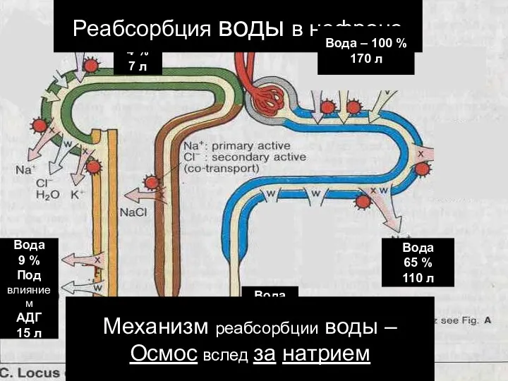 Вода 21 % 36 л Вода 9 % Под влиянием АДГ 15 л