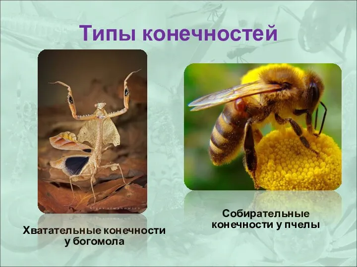 Типы конечностей Хватательные конечности у богомола Собирательные конечности у пчелы
