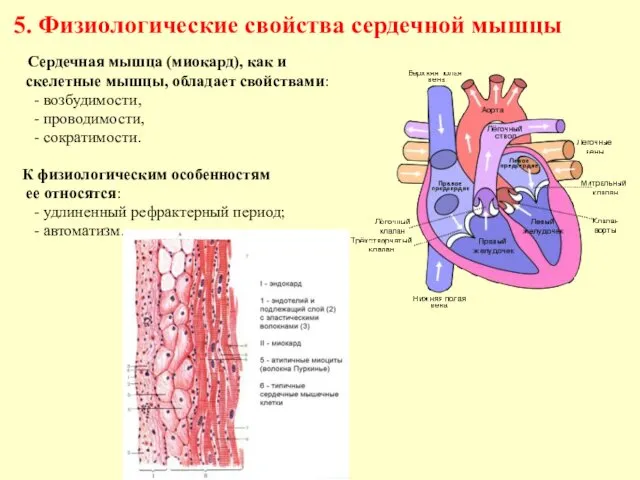 5. Физиологические свойства сердечной мышцы Сердечная мышца (миокард), как и