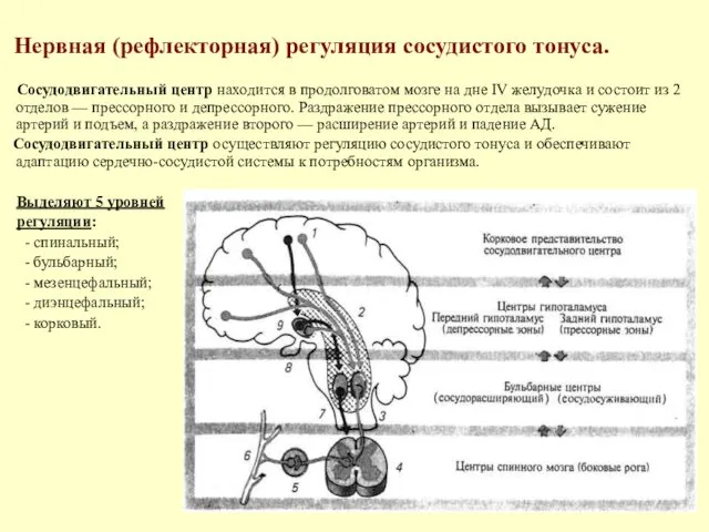 Нервная (рефлекторная) регуляция сосудистого тонуса. Сосудодвигательный центр находится в продолговатом