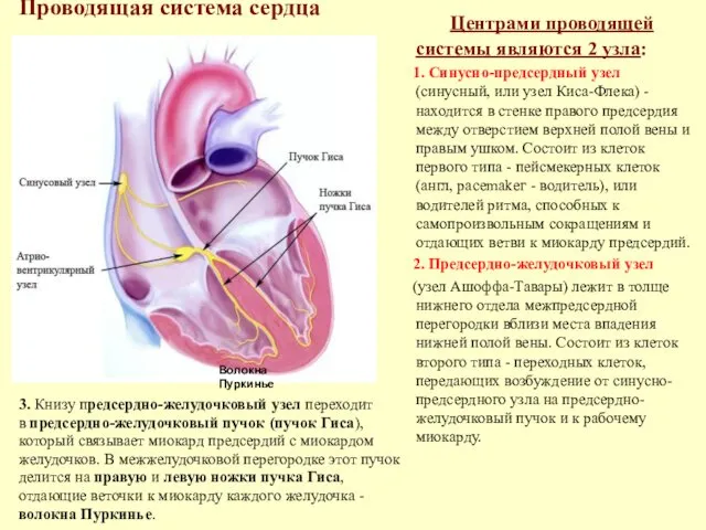 Проводящая система сердца Центрами проводящей системы являются 2 узла: 1.