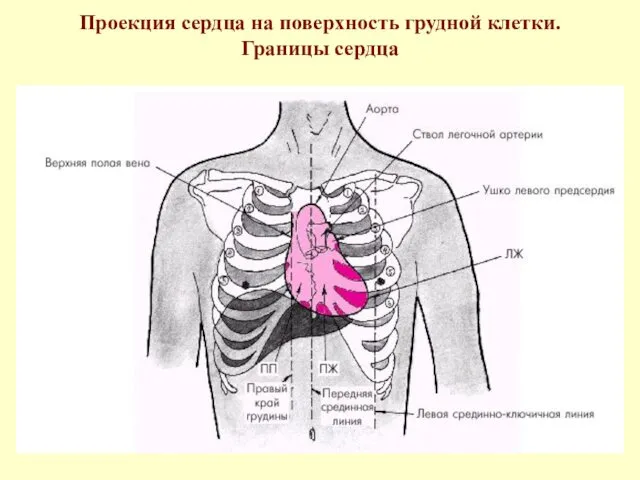 Проекция сердца на поверхность грудной клетки. Границы сердца