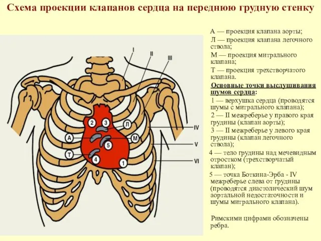 Схема проекции клапанов сердца на переднюю грудную стенку А —