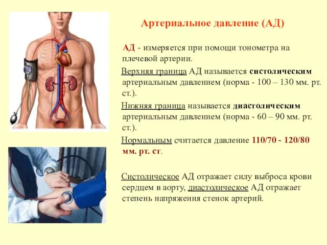 АД - измеряется при помощи тонометра на плечевой артерии. Верхняя