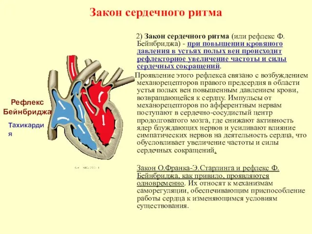 Закон сердечного ритма 2) Закон сердечного ритма (или рефлекс Ф.