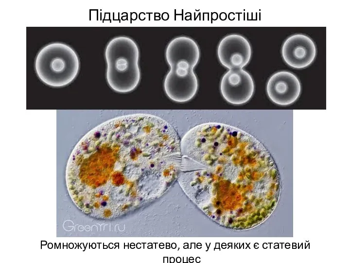 Підцарство Найпростіші Ромножуються нестатево, але у деяких є статевий процес