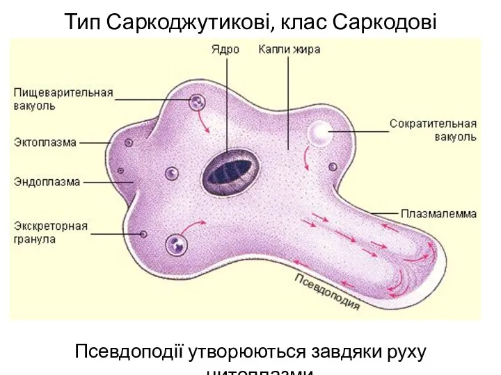 Тип Саркоджутикові, клас Саркодові Псевдоподії утворюються завдяки руху цитоплазми