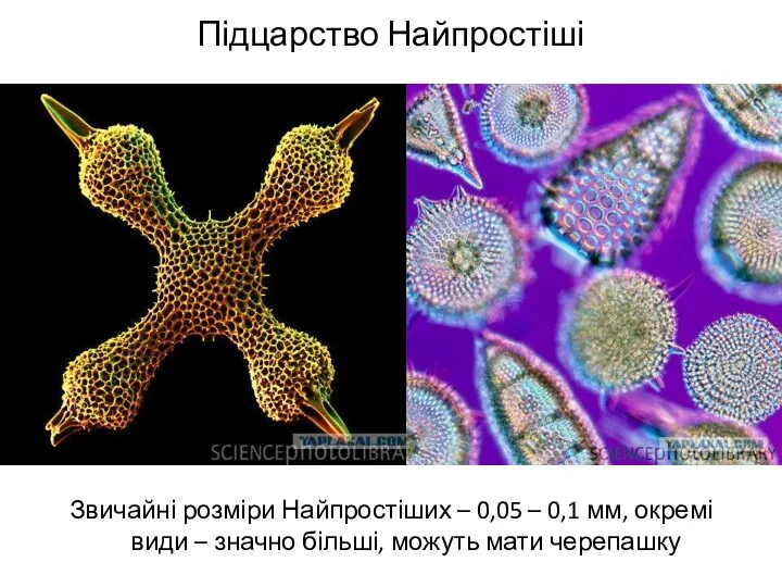 Підцарство Найпростіші Звичайні розміри Найпростіших – 0,05 – 0,1 мм,