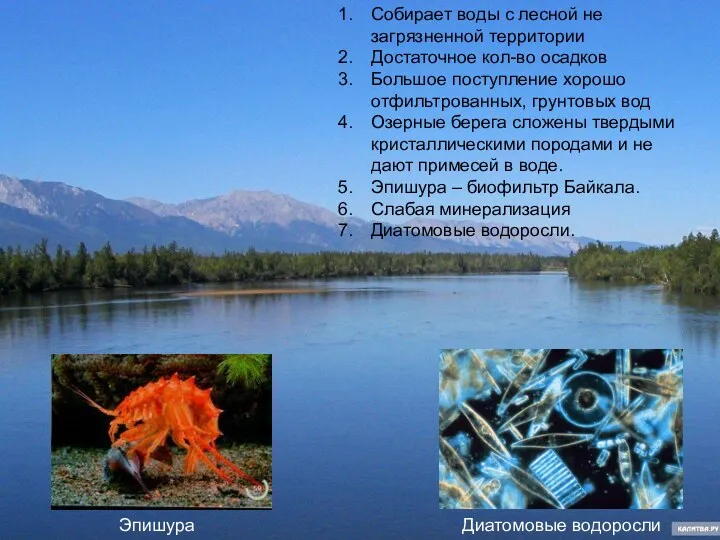 Почему вода Байкала такая чистая Собирает воды с лесной не