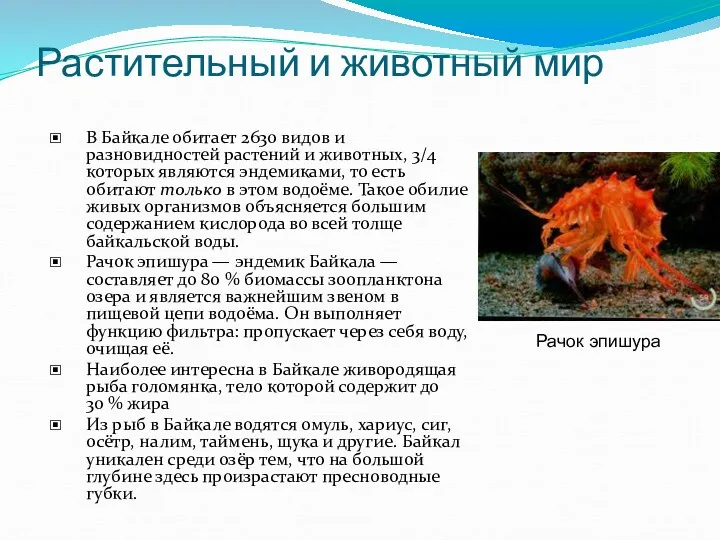 Растительный и животный мир В Байкале обитает 2630 видов и