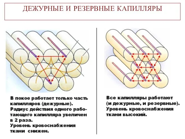 ДЕЖУРНЫЕ И РЕЗЕРВНЫЕ КАПИЛЛЯРЫ