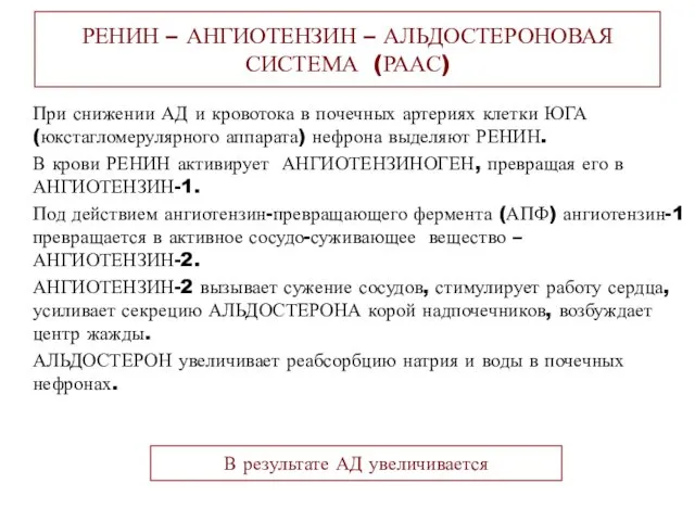 РЕНИН – АНГИОТЕНЗИН – АЛЬДОСТЕРОНОВАЯ СИСТЕМА (РААС) При снижении АД