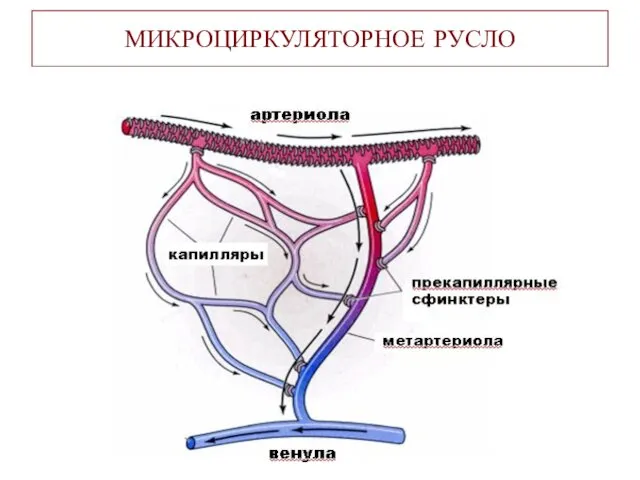 МИКРОЦИРКУЛЯТОРНОЕ РУСЛО