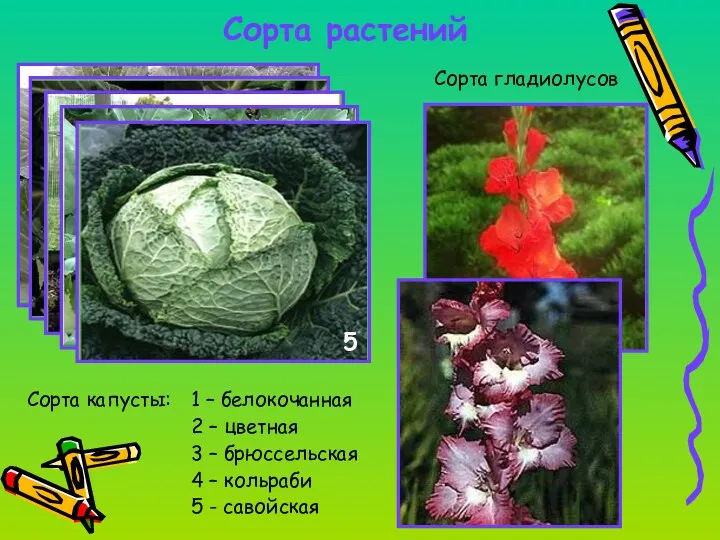 Сорта растений Сорта капусты: 1 – белокочанная 2 – цветная