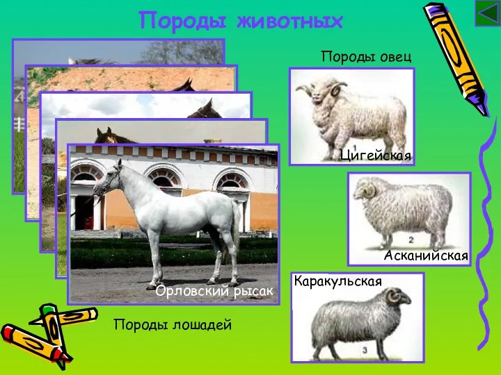 Породы животных Породы лошадей Породы овец Цигейская Асканийская Каракульская