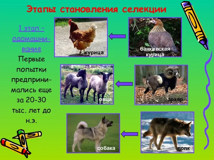 Этапы становления селекции 1 этап – одомашни-вание Первые попытки предприни-мались