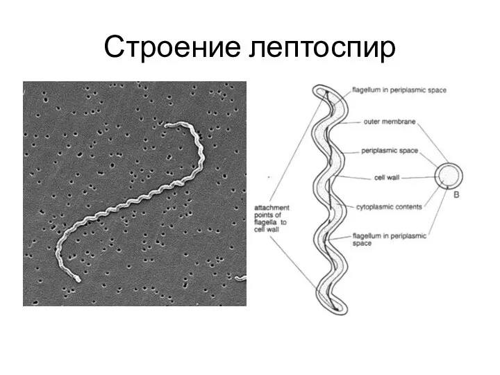 Строение лептоспир