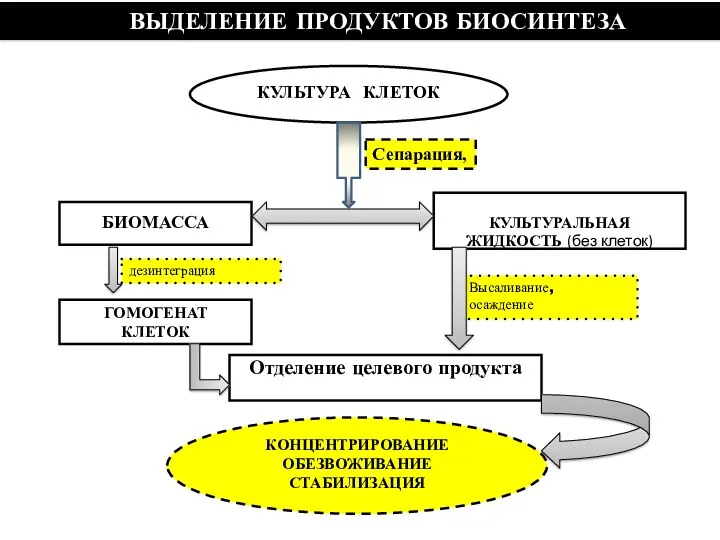 КОНЦЕНТРИРОВАНИЕ ОБЕЗВОЖИВАНИЕ СТАБИЛИЗАЦИЯ КУЛЬТУРА КЛЕТОК ВЫДЕЛЕНИЕ ПРОДУКТОВ БИОСИНТЕЗА Сепарация,